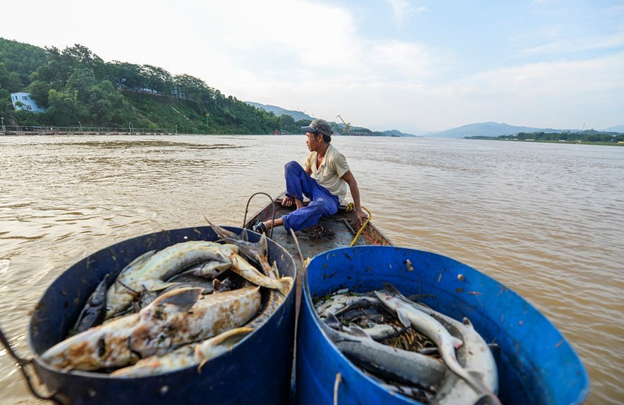 Thiệt hại của các hộ nuôi cá lồng do hồ thuỷ điện Hoà Bình xả lũ được định là một dạng thiệt hại do thiên tai (Ảnh:Zing)