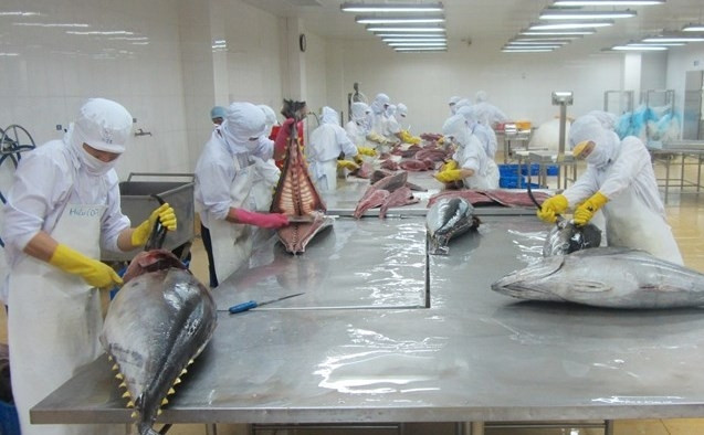 Xuất khẩu cá ngừ tăng mạnh sang Mỹ, EU, nhưng giảm ở thị trường Nhật do thuế cao.