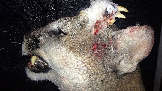 Con sư tử núi kì lại có hàm răng mọc trên trán