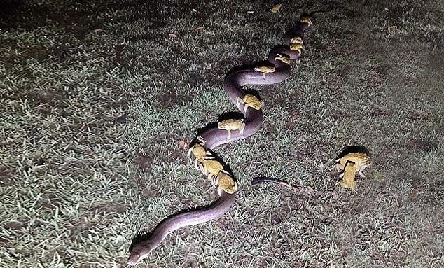 10 chú cóc mía cưỡi lưng trăn ở Úc.