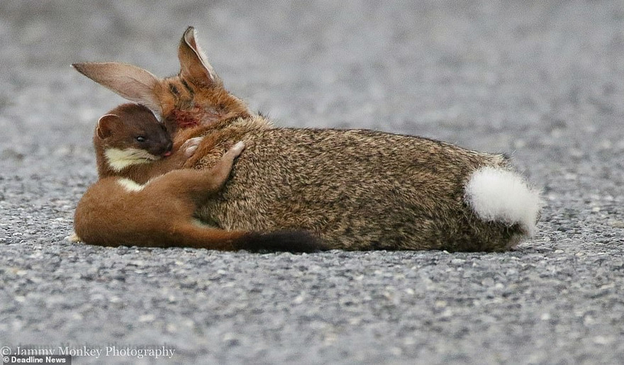 Chú thỏ to lớn nằm gục sau cú ngoạm chí tử của chú chồn ecmin. 