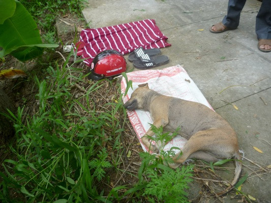 Con chó bị đánh bả.