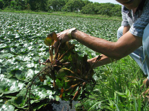Trồng củ ấu lãi lớn