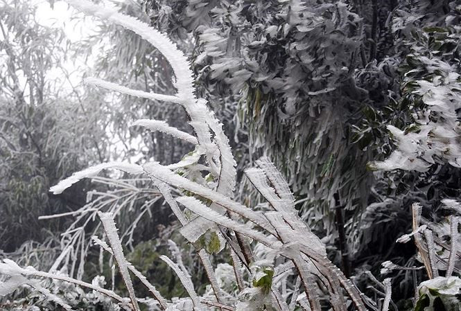 Nhiều vùng núi cao như Sa Pa, Mẫu Sơn khả năng xuất hiện băng giá trong vài ngày tới
