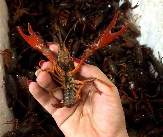 Bộ NN&PTNT cho biết, tôm càng đỏ là loài sinh vật ngoại lai xâm hại, việc kinh doanh buôn bán ở Việt Nam là vi phạm pháp luật.