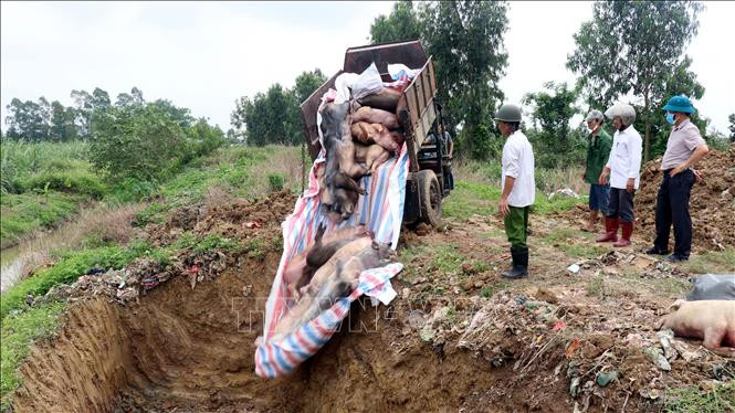 Bộ NN&PTNT đề nghị UBND tỉnh Hải Dương chỉ đạo điều tra, xác minh hiện tượng trực lợi từ công tác phòng, chống dịch tả lợn châu Phi trên địa bàn qua báo chí phản ánh.