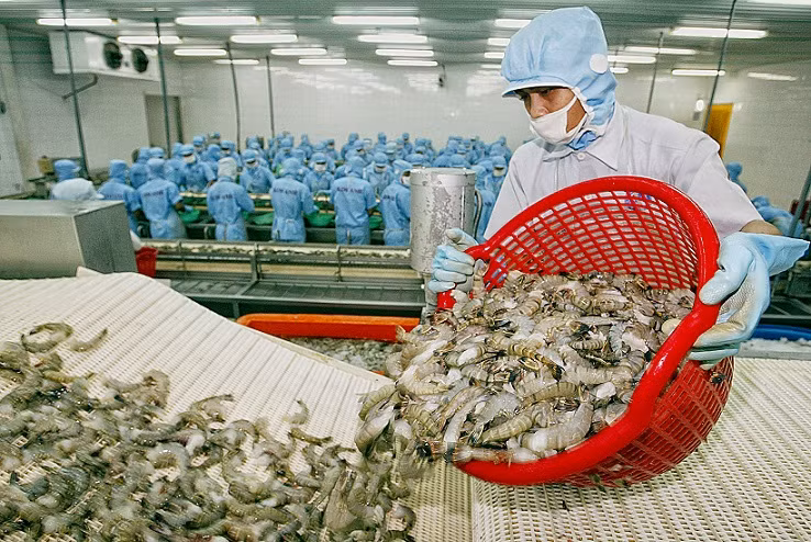 Xuất khẩu tôm vào Mỹ có tính hiệu tích cực khi thuế chống bán phá giá tôm giảm