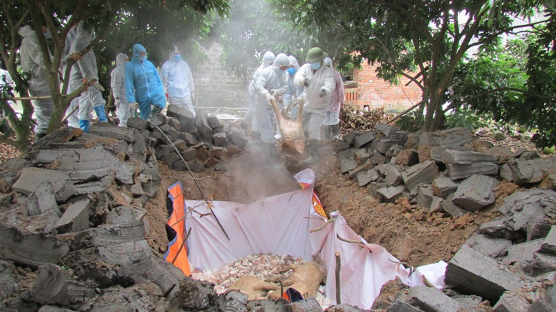 Dịch tả lợn châu Phi đang xu hương lan rộng ở các địa phương