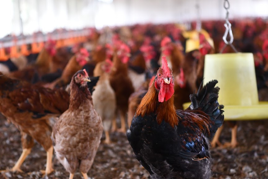 Ở Việt Nam đã ghi nhận một ổ dịch cúm gia cầm A/H5N6 tại Quảng Ninh.