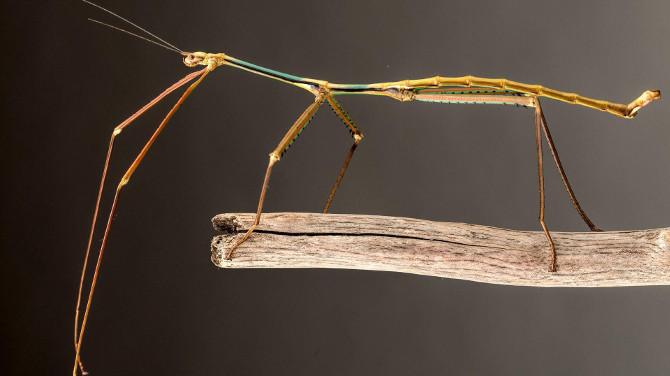 Phryganistria chinensis Zhao được đặt tên theo nhà khoa học phát hiện ra nó