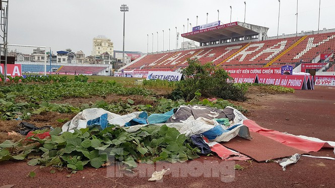 "Vườn rau" này trong sân Lạch Tray đã được dọn sạch sau khi báo chí lên tiếng về chất lượng sân.