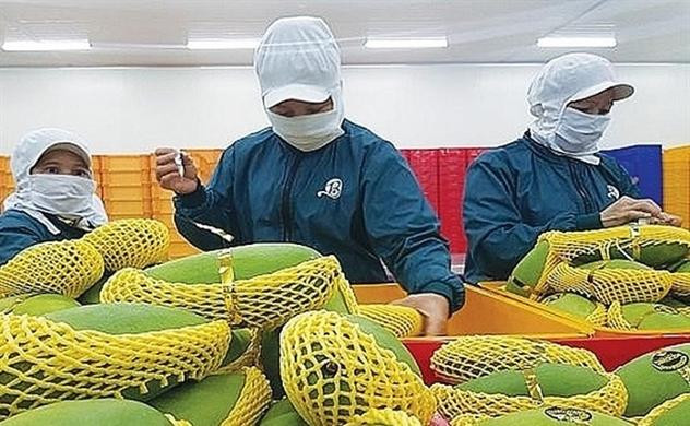 Bộ Công Thương đề nghị các địa phương 'bật luồng xanh’ với nông sản xuất khẩu