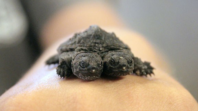 Phát hiện rùa hai đầu ở trang trại Mỹ