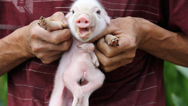 Kì lạ heo 8 chân ở Trung Quốc 