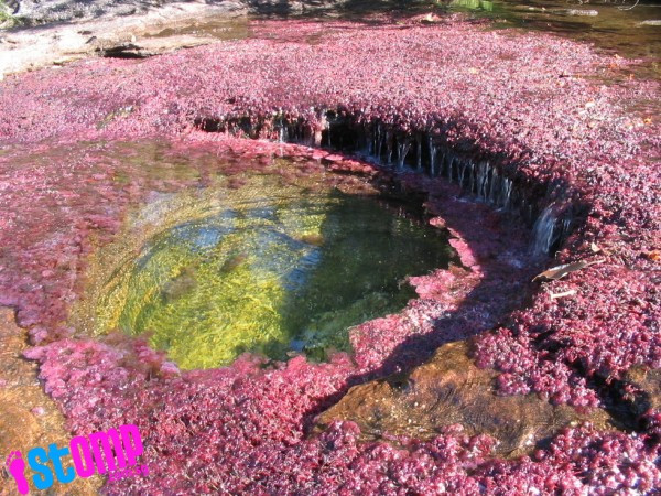 Tận thấy dòng sông ngũ sắc đẹp nhất thế giới