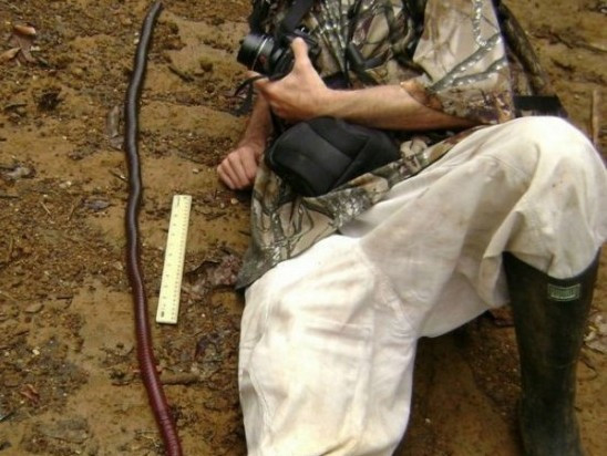 Độ dài giun khổng lồ có thể lên tới 2m