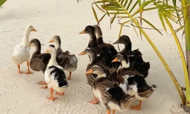 Độc lạ cuộc thi đặt tên cho đàn vịt trôi dạt vào resort 5 sao 