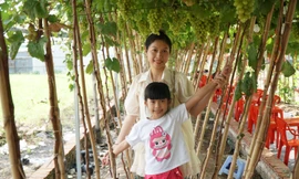 Uống cà phê xem cừu giữa vườn nho trĩu quả ở TPHCM