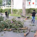 ĐIỂM TIN: Nhánh cây gãy khiến 5 người thương vong: Ai chịu trách nhiệm?