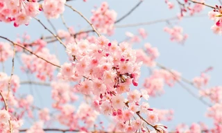 Xúc cảm mùa xuân từ nơi xa