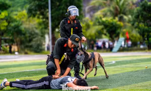 Xem cảnh khuyển diễn tập tấn công tội phạm vận chuyển ma túy và thuốc nổ