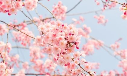 Xúc cảm mùa xuân từ nơi xa