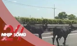 NHỊP SỐNG 24: Lý do 4 con bò đi vào được cao tốc TPHCM - Long Thành