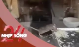 NHỊP SỐNG 24: Chuột thản nhiên gặm rau, thịt trong tủ bánh mì ở Hà Nội gây sốc