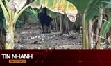TIN NHANH: Vụ con trâu gây án rồi 'vượt biên', có làm thay đổi trách nhiệm?