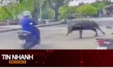 TIN NHANH: Trâu xổng chuồng húc gãy xương vai người phụ nữ: Xử lý ra sao?