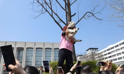 Hiện tượng 'cừu giải trí' trong khuôn viên các trường đại học tại Seoul