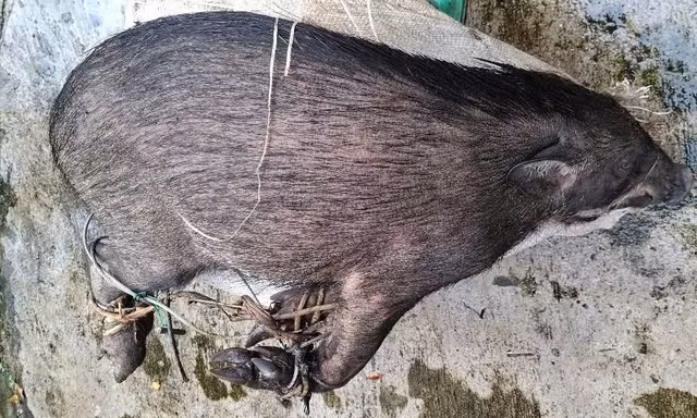 Xử phạt tài xế vận chuyển, mua bán lợn rừng 