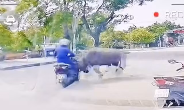 Video trâu lao ra đường húc, đuổi theo người phụ nữ điều khiển xe máy
