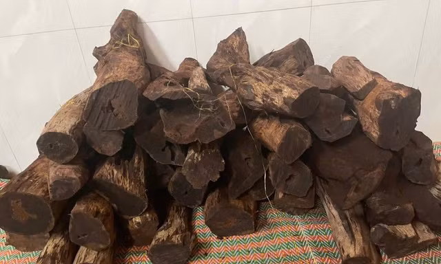 Quảng Trị: Dân đổ xô vào rừng ‘săn gỗ’ phong thuỷ bán 3 triệu đồng/kg 