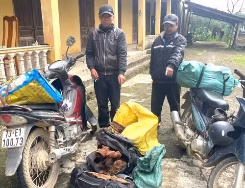 Bắt giữ vụ vận chuyển trái phép gỗ mán đỉa giữa ‘cơn sốt’ giá bất thường ở Quảng Trị