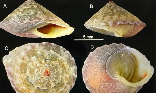Phát hiện thêm loài mới và nhiều chim quý hiếm ở Quảng Trị 