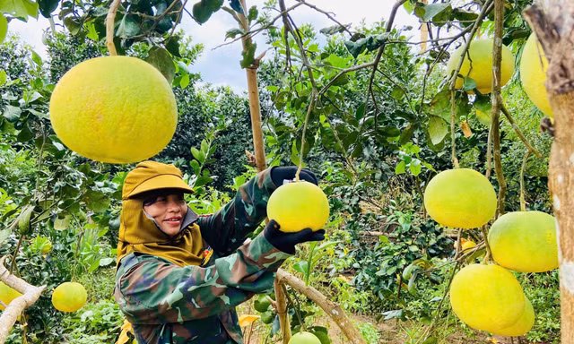 Loại cây giúp người dân đổi đời trên mảnh đất gò đồi khô cằn ở Quảng Trị