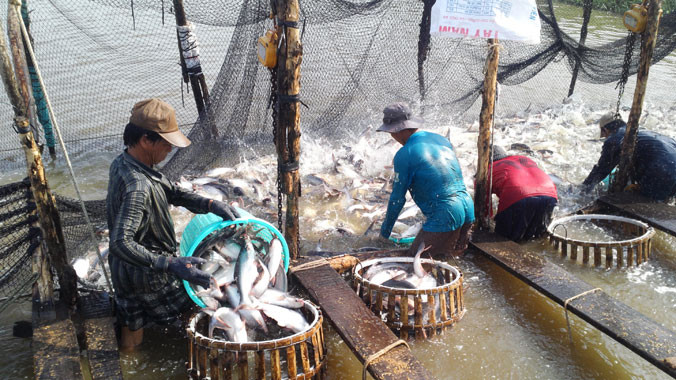 Nhiều doanh nghiệp cho rằng, nghị định về cá tra chẳng qua là hình thức vẽ thêm phí cho Hiệp hội thu. Ảnh: Sao Mai
