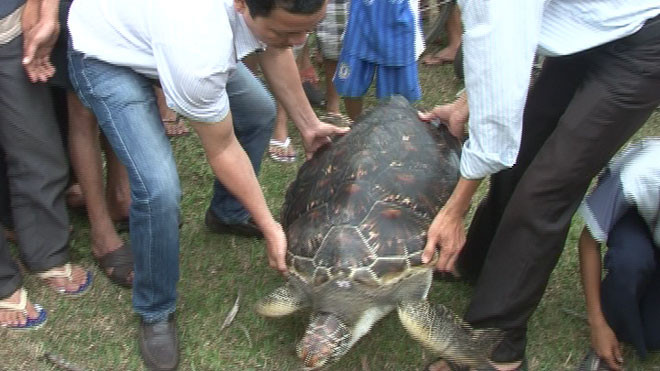 Rùa biển quý hiếm lạc vào đầm