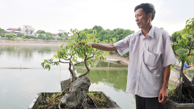 Ông Chương tỉa tót cho cây cảnh bên ao cá	