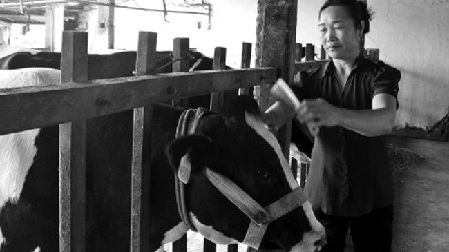 10 năm nay, bà Đáng liên tục có bò, bê dự thi “Hoa hậu bò sữa Mộc Châu” 