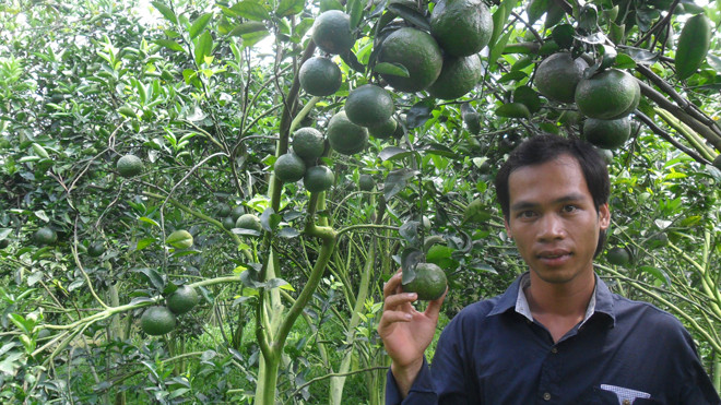 Anh Lộc bên vườn cam trĩu quả của mình. ẢNH: HÒA HỘI