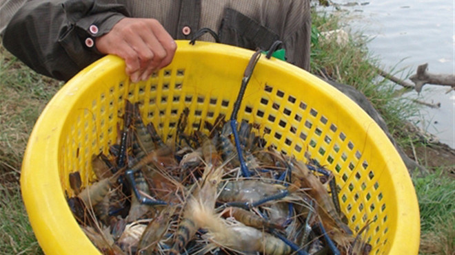 Tôm càng xanh thu hoạch trong vườn dừa. ẢNH: Ngọc Huyền