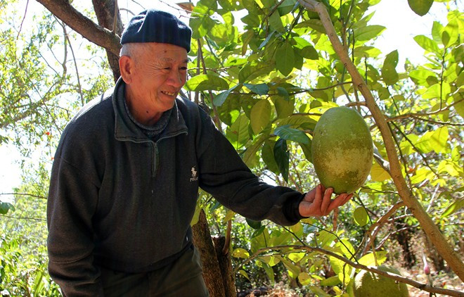  Ông Dương Quang Quế bên trái chanh khổng lồ trong vườn nhà. 