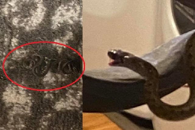 Ổ rắn 18 con gồm 1 rắn mẹ và 17 rắn con lúc nhúc trong gầm giường của vợ chồng cô Trish Wilcher.