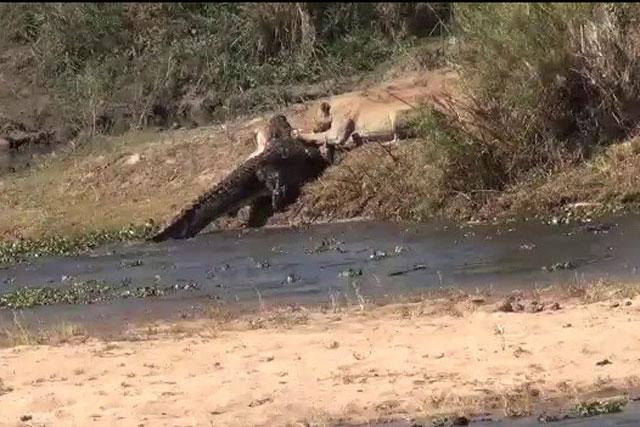 Sư tử cố gắng giành xác chú linh dương Impala từ miệng cá sấu.