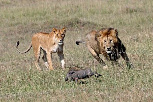Sư tử đuổi bắt lợn bướu con.