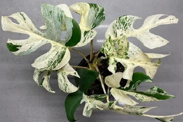 Cây trầu bà lá xẻ đột biến này vừa bán được giá kỷ lục 453 triệu đồng.