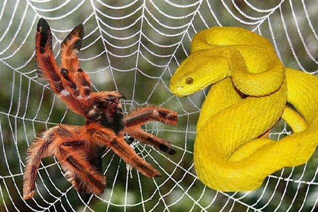 Nhện ăn thịt rắn: Hành vi săn mồi lạ thường, khiến giới khoa học kinh ngạc 