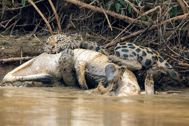 Báo đốm giết cá sấu.